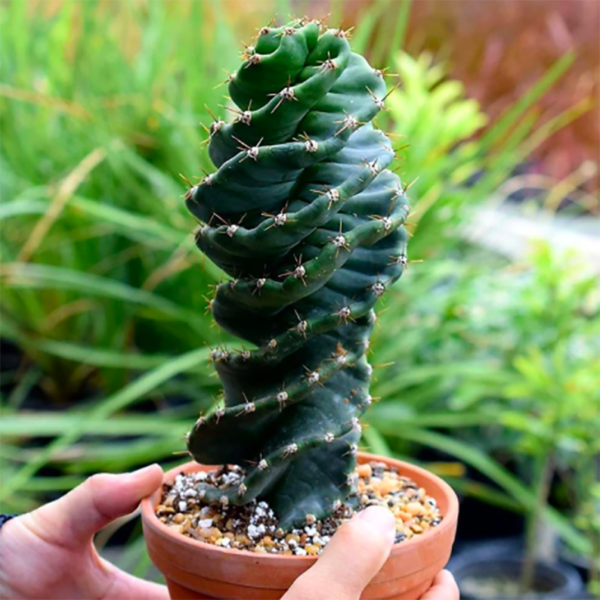 Cereus forbesii 'Spiralis'