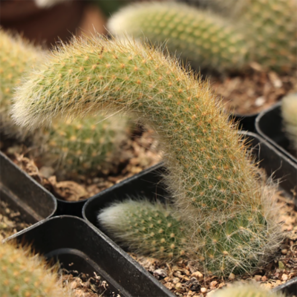 Cleistocactus Colademononis Monkey's tail Rat Tail