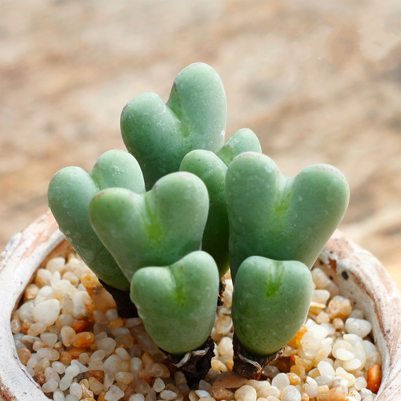 Conophytum bilobum (Marloth) N.E.Br.