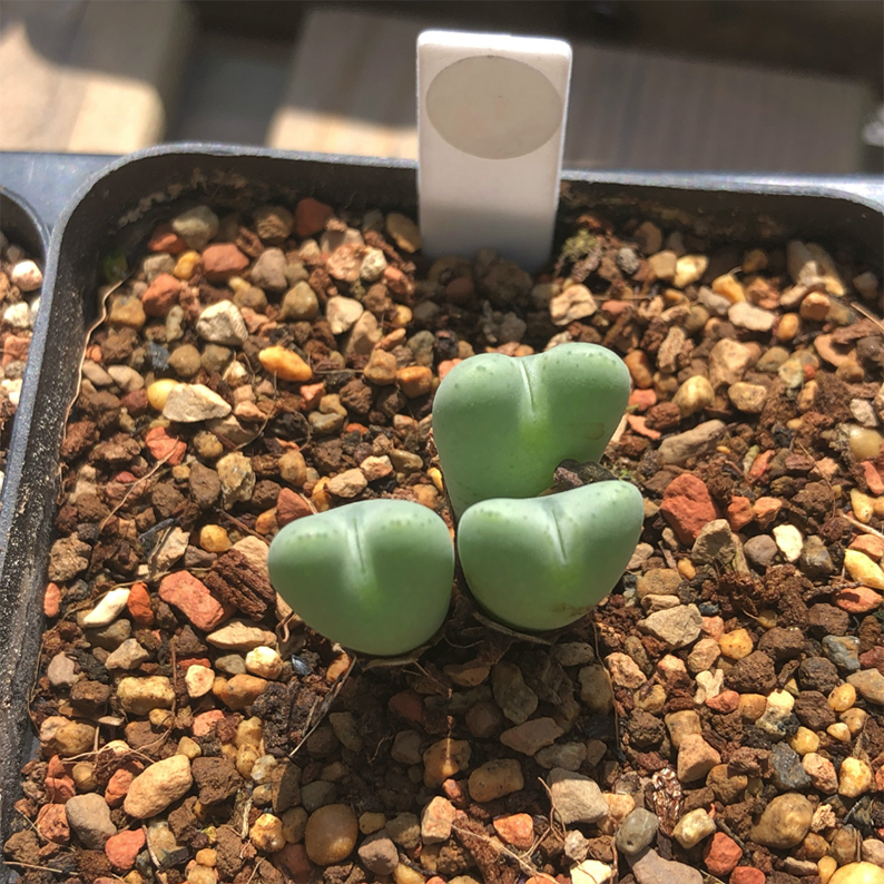 Conophytum bilobum (Marloth) N.E.Br. - Image 2