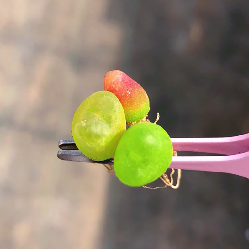 Conophytum Maughanii