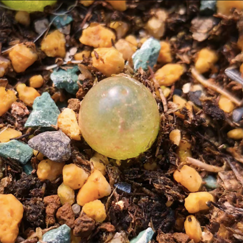 Conophytum burgeri Burger's Onion Little Light Bulbs