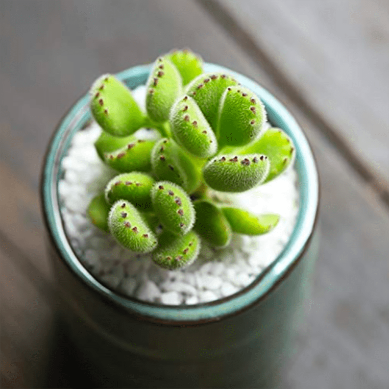 Cotyledon Ladismithiensis Bear's Paw