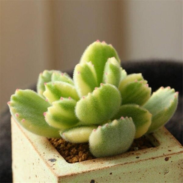 Cotyledon Ladismithiensis Variegata Bear's Paw