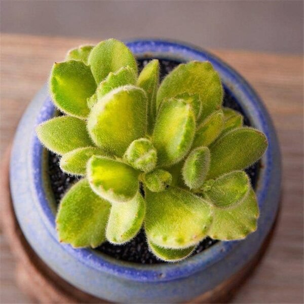 Cotyledon ladismithiensis Variegata Yellow Bear's Paw