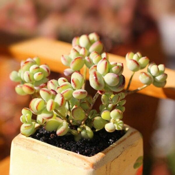 Cotyledon Pendens