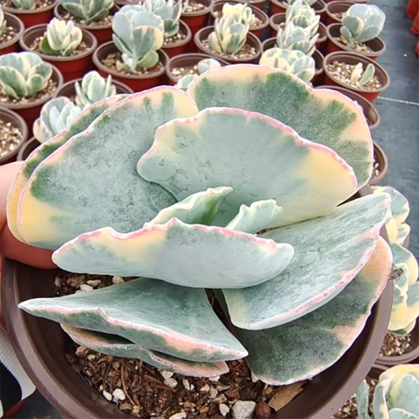 Cotyledon Undulata Hybrid Variegata