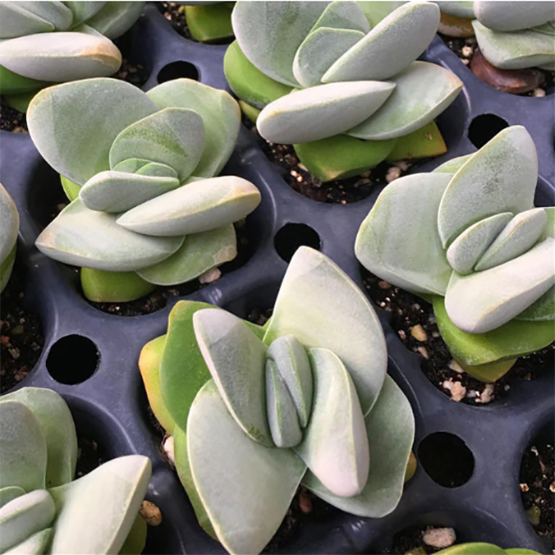 Crassula Darumajintou