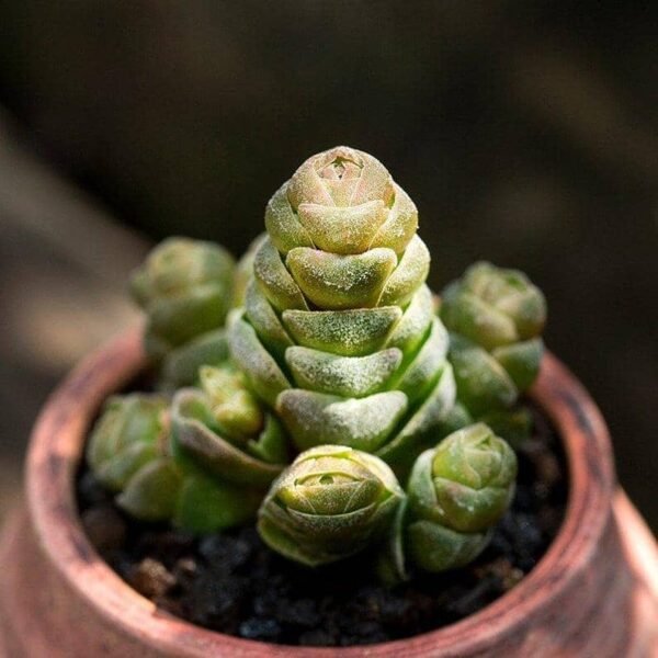 Crassula Emerald