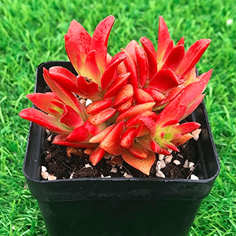 Crassula Momiji Matsuri