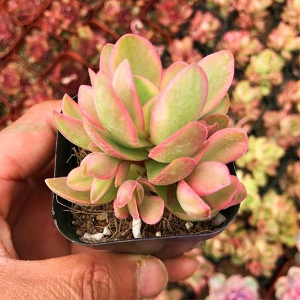 Crassula Moneymaker