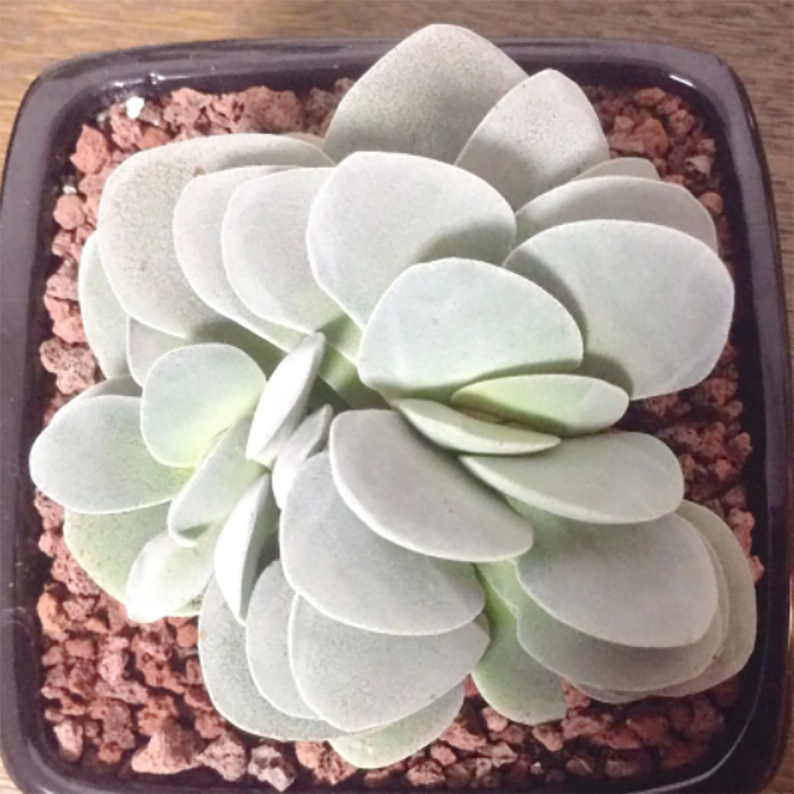 Crassula Morgen's Beauty