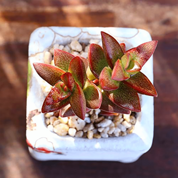 Crassula Pagoda Rupestris