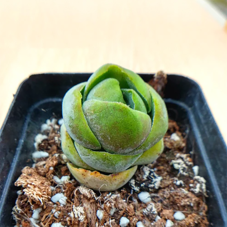 Crassula Shinrei