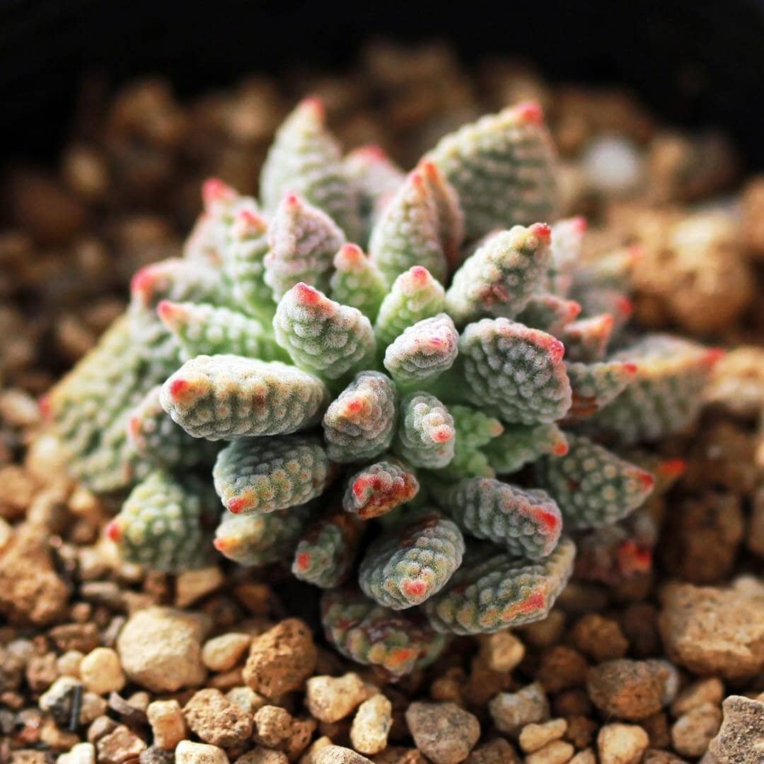 Crassula Ausensis Subsp. Titanopsis