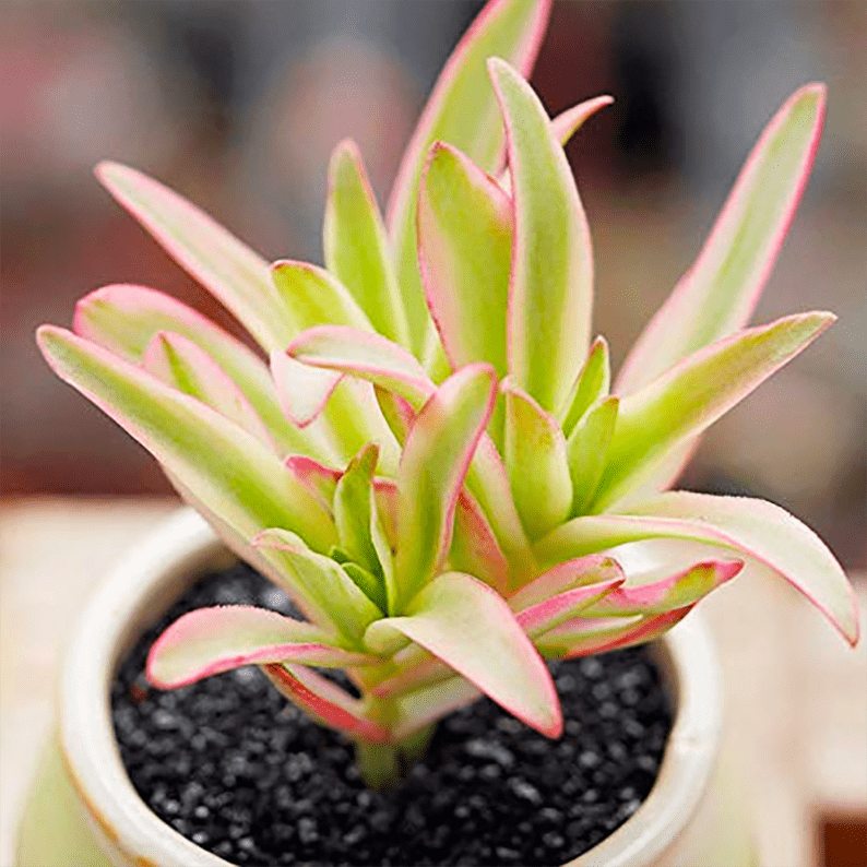 Crassula capitella Campfire