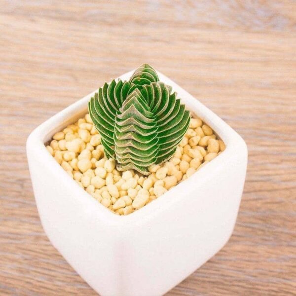Crassula cv. Buddha's Temple
