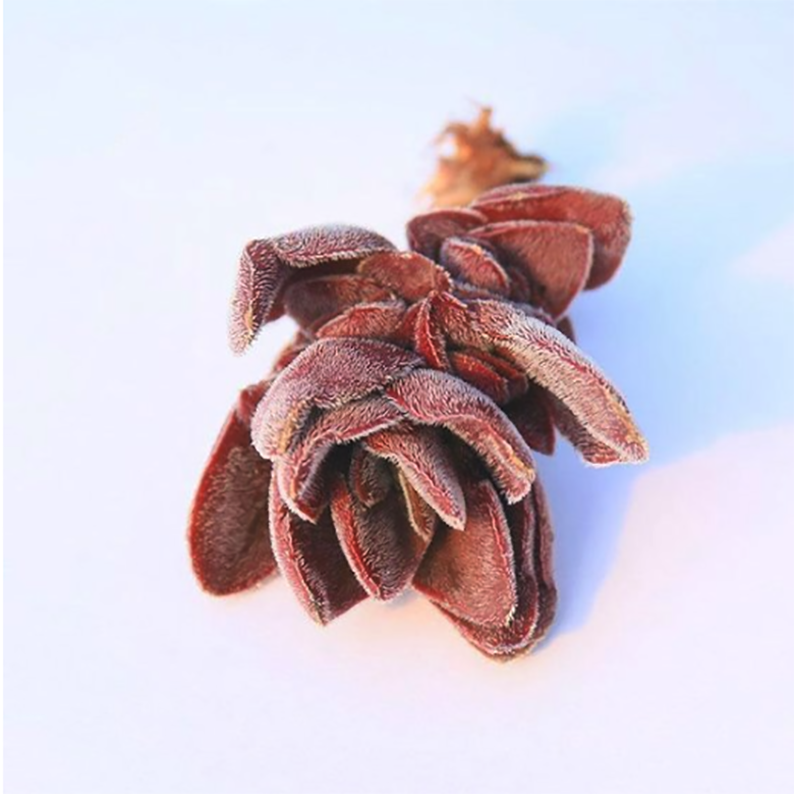 Crassula cv. Justus-Corderoyi