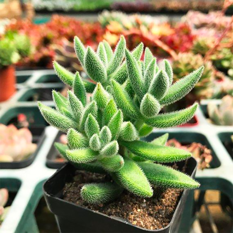 Crassula Mesembrianthoides Subsp. Hispida