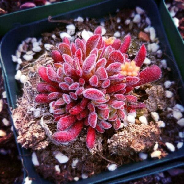 Crassula Pubescens