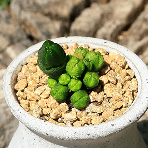 Crassula Quadrangularis