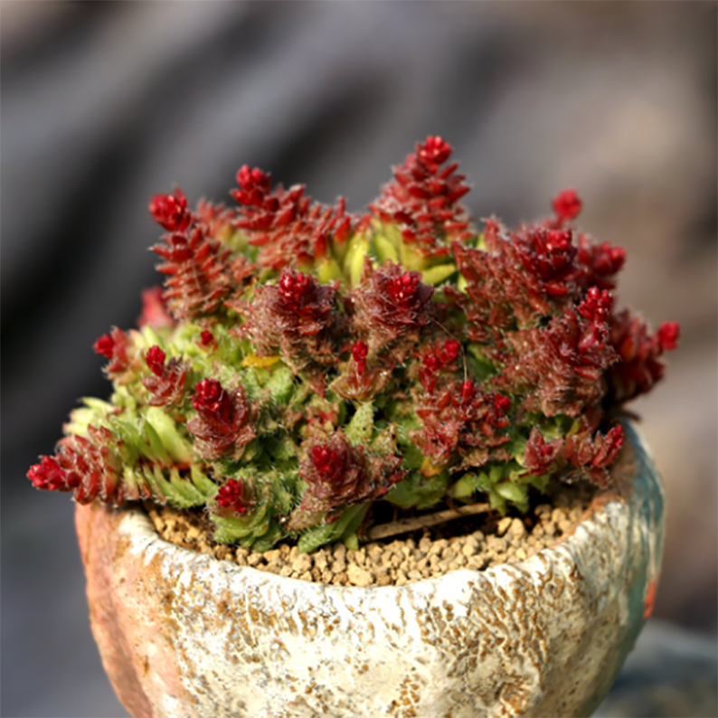 Crassula Sp. Transvaal Drakensberg - Image 2