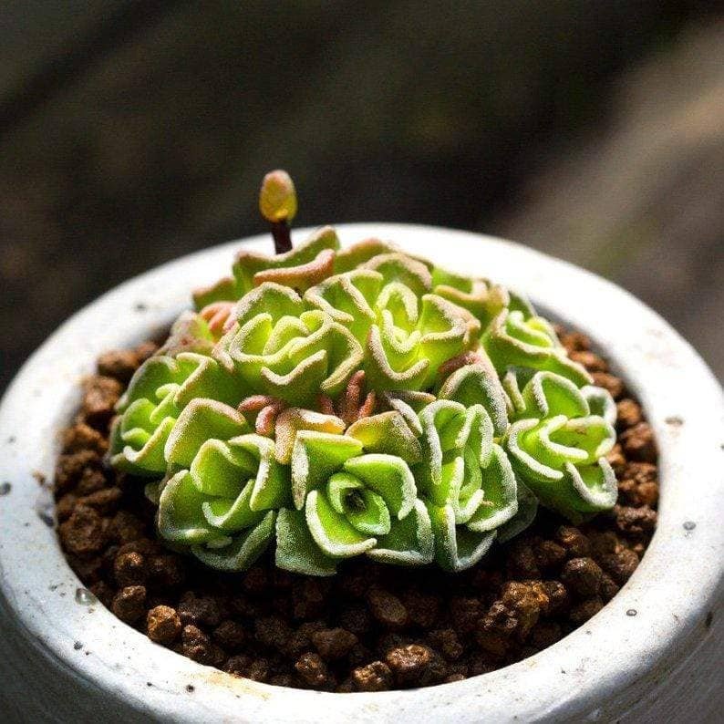 Crassula Susannae