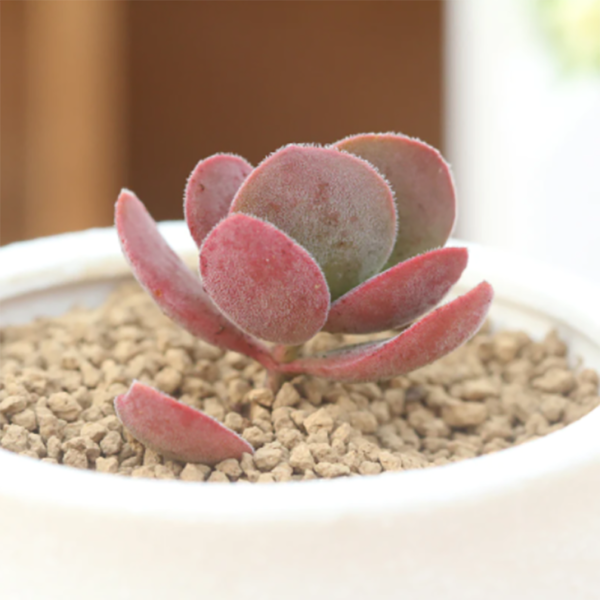 Crassula Atropurpurea D. Dietr. var. watermeyeri (Compton) Tolken