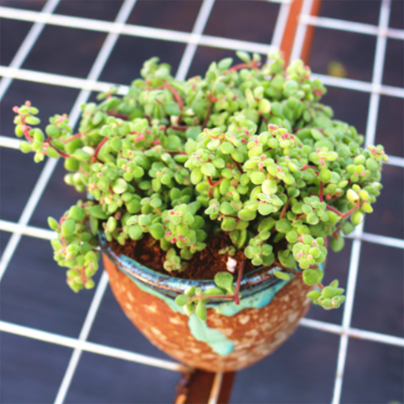 Crassula Browniana Burtt Davy