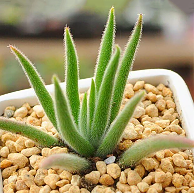 Crassula Mesembryanthemoides Dinter Long Leaf