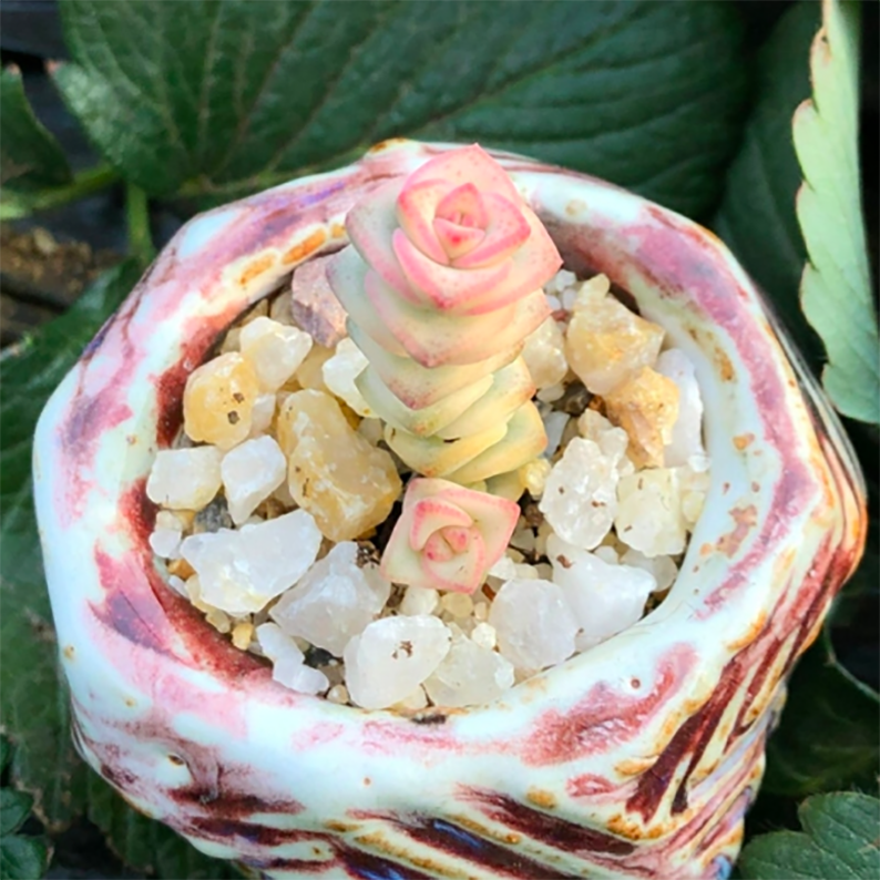 Crassula Perforata SSP. Kougaensis Variegata