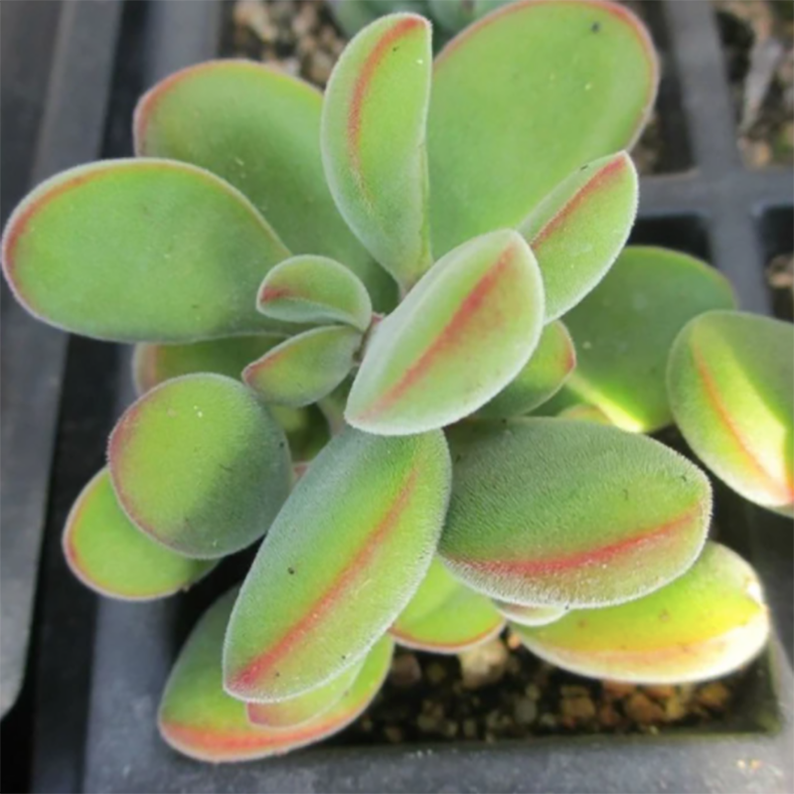 Crassula Rogersii
