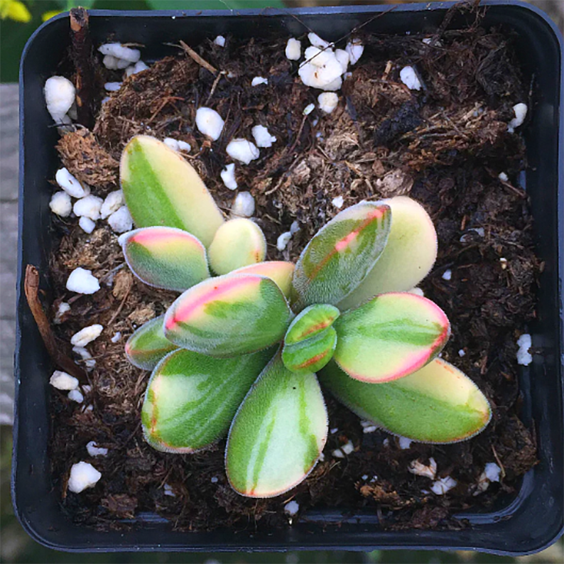 Crassula Rogersii Variegata