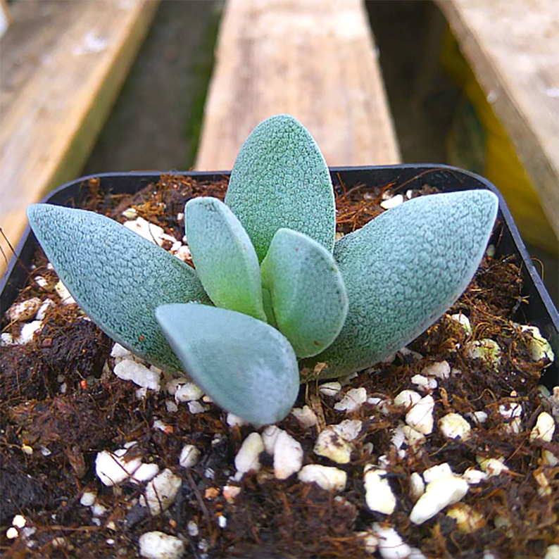 Crassula Tecta L.