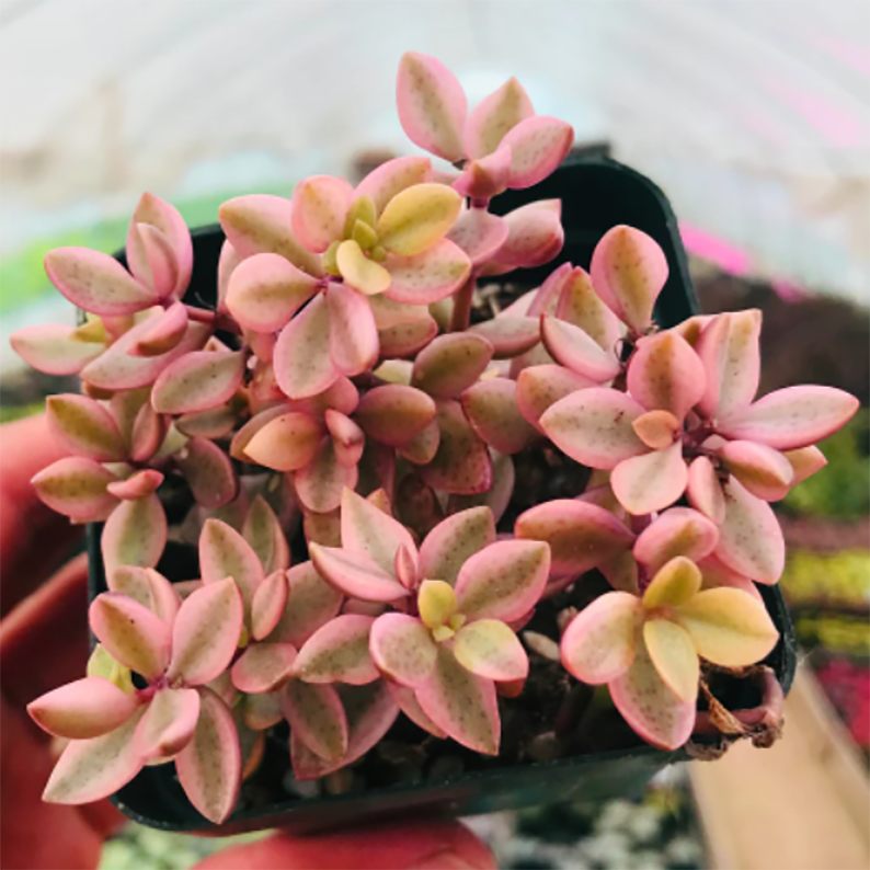 Crassula Volkensii Engl.