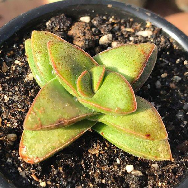 Crassula cv. Spring Time