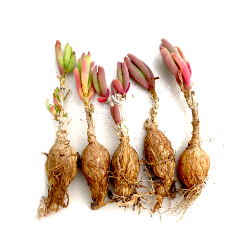 Delosperma Bosseranum - Image 2