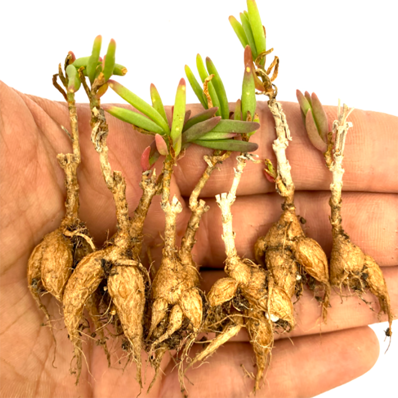 Delosperma Bosseranum - Image 3