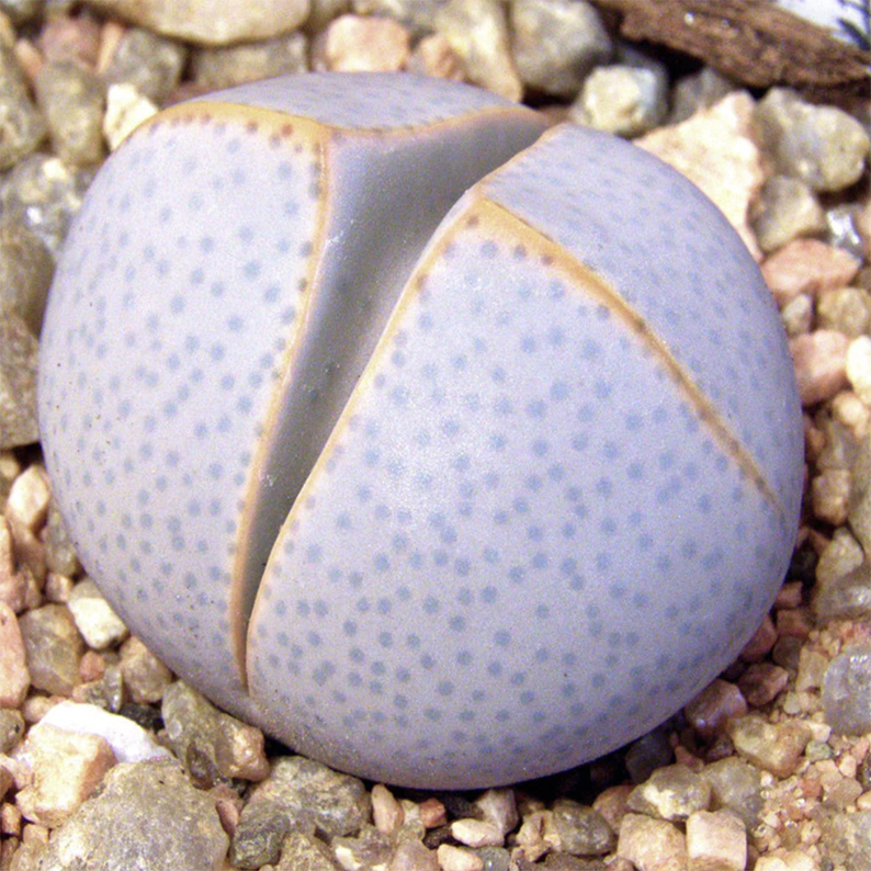 Dinteranthus Inexpectatus (Dinter) Schwantes