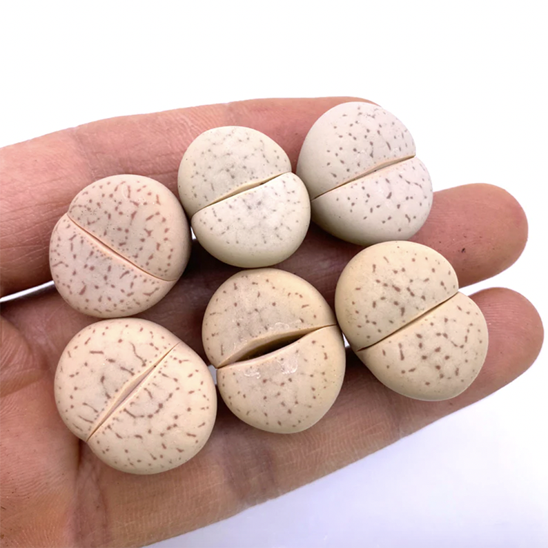 Dinteranthus Vanzylii (L. Bolus) Schwantes