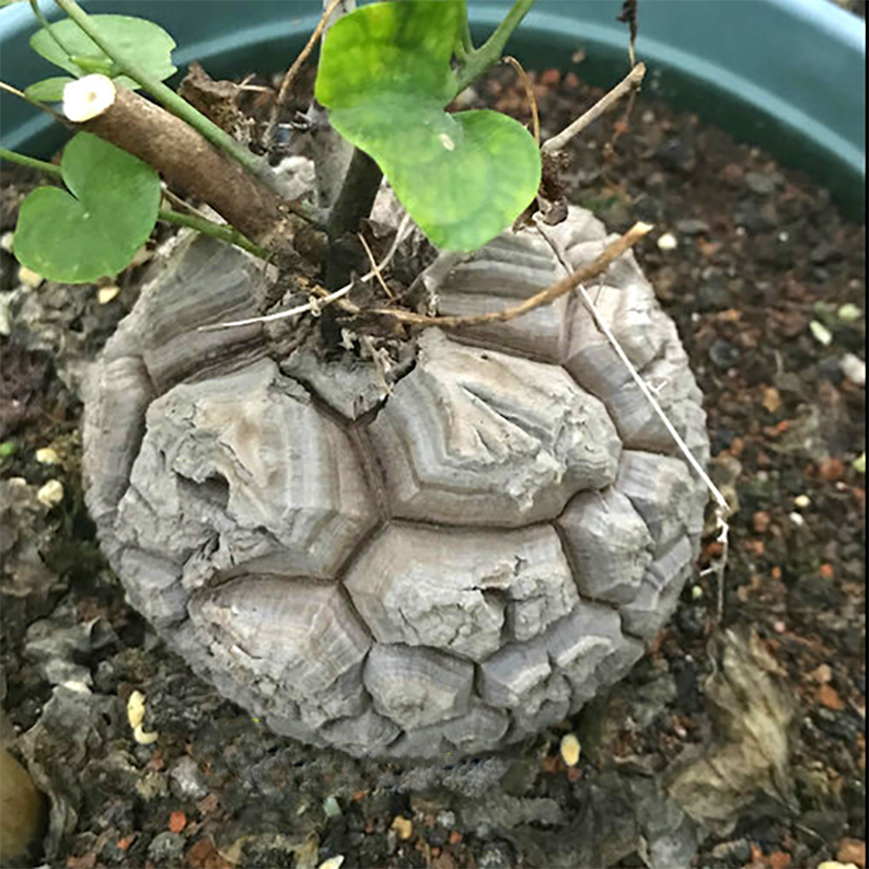 Dioscorea Elephantipes (L'H??r.) Engl.