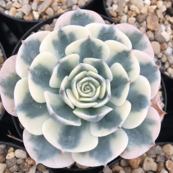 Echeveria Lenore Dean Compton Carousel - Image 2