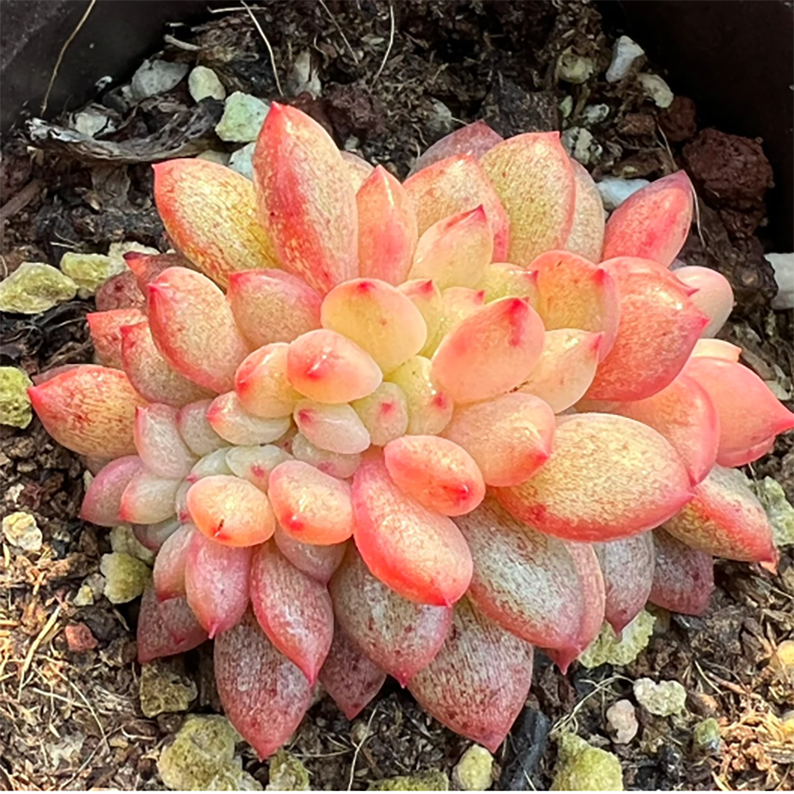 Echeveria Ariel Cristata