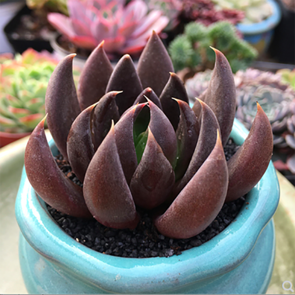 Echeveria Black Knight
