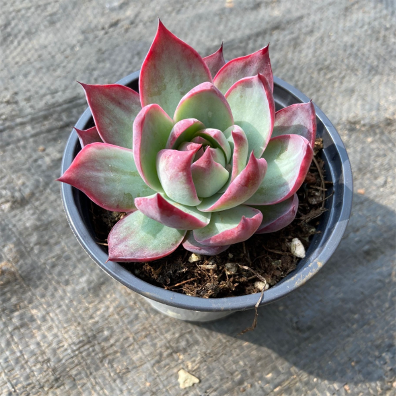 Echeveria Casio Variegata - Image 2