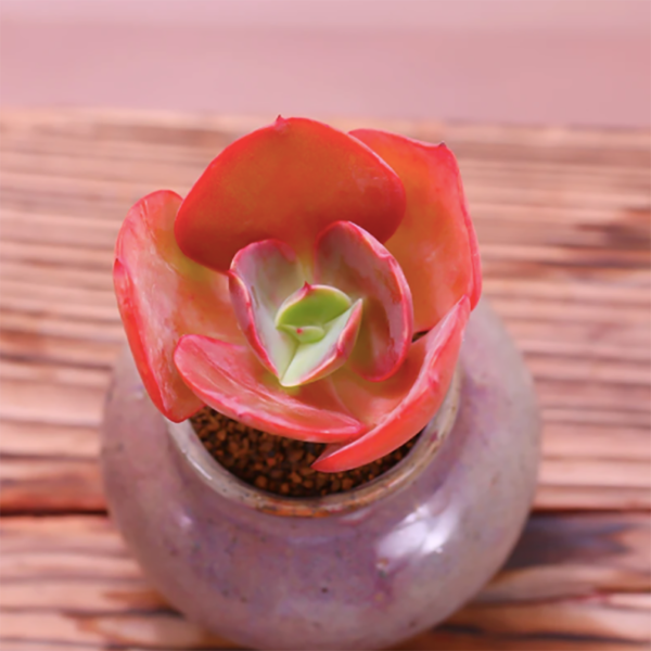 Echeveria Kissing