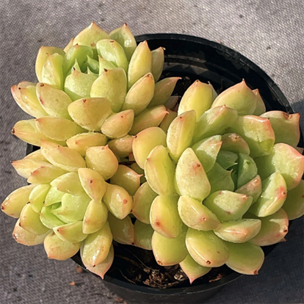 Echeveria Macadamia