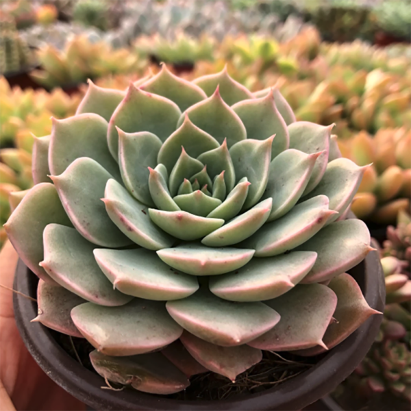 Echeveria Margaret Martin