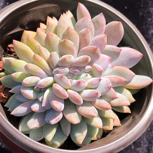 Echeveria Monroe Cristata