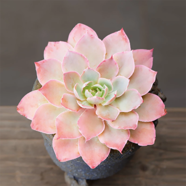 Echeveria Pinky